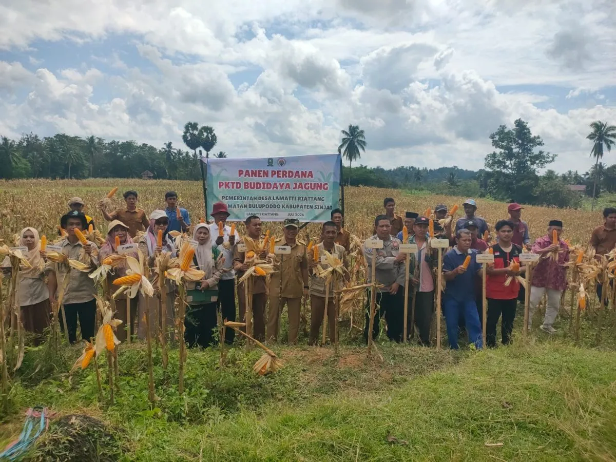  Panen Perdana PKTD Budidaya Jagung Desa Lamatti Riattang Kecamatan Bulupoddo Kabupaten Sinjai 