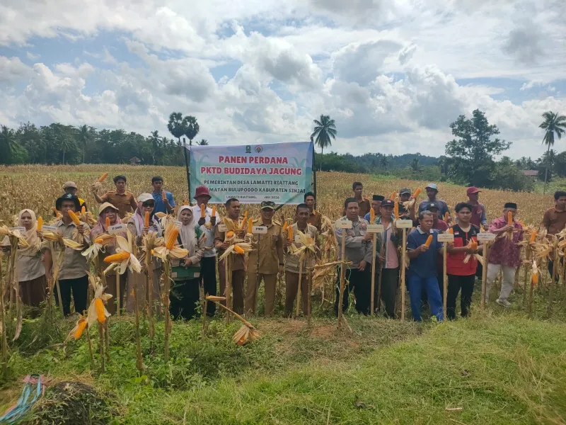 Budidaya Jagung 